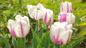 Правильная посадка листопадной магнолии.