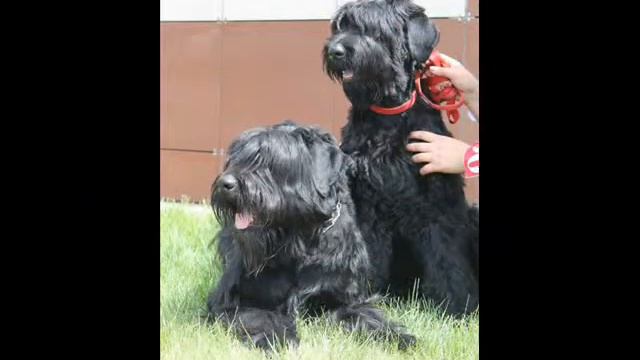 povodok длиною в жизнь смотреть онлайн