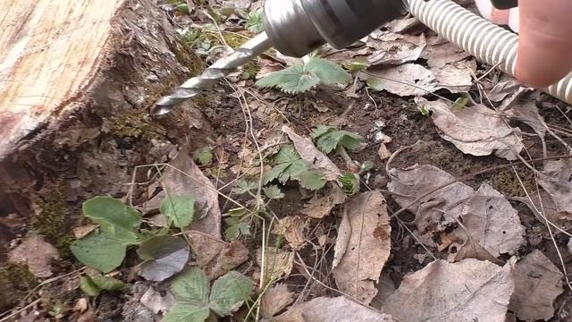 Не удаляйте пень на своем участке