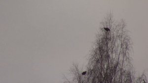 Как я гонял тетерева на мотособаке или охота на косача зимой на Урагане- толкач