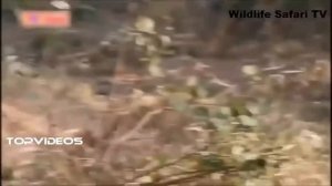 Леопард против питона! Схватка большой змеи и леопарда в дикой природе.