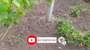 ? Виноград |  ? Удобрение | ? Коровяк