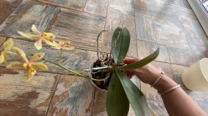 Phal.Bronze maiden (schilleriana x manni black).