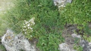 Седагет Керимова: Хайи чилин теменар