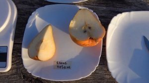 Груши ШОНЕ ХЕЛЕН и ДАЛИСАН