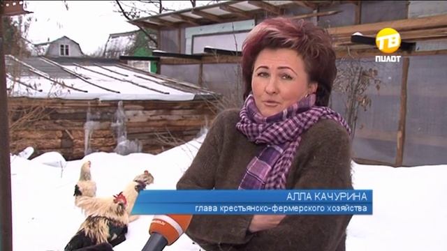 Что принесет тверитянам новый символ - красный петух? 2016-12-29 смотреть онлайн