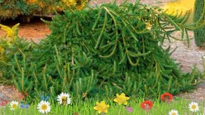 Ель обыкновенная Фрохбург ? Обзор: посадка и уход. саженцы ели Фрохбург: описание и особенности