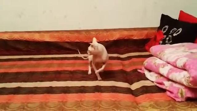 Мой кот донской сфинкс