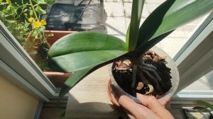 Какие комнатные цветы можно держать на солнечной стороне?