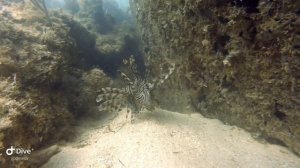 Дайвинг на Варадеро, Куба 2023