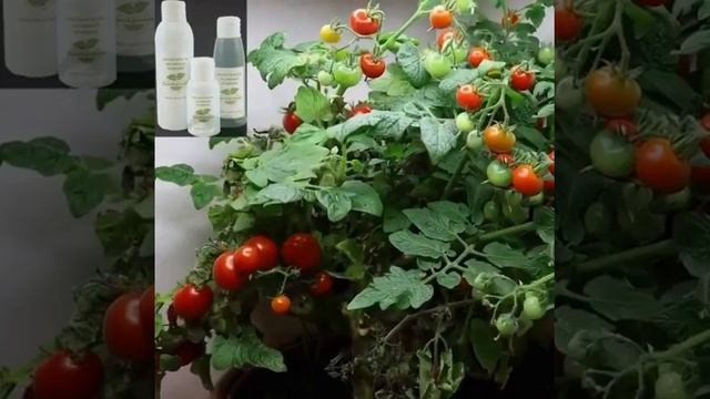 НаноКремний спб смотреть онлайн