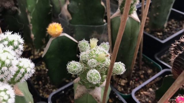 MAMMILLARIA GRACILIS CACTUS | July 2019 смотреть онлайн