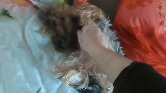 Спящий йорк смотреть онлайн