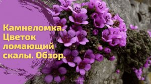 Камнеломка. Цветок ломающий скалы. Обзор