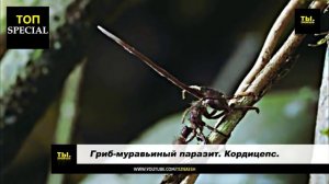 Зомби реально существуют!! Доказательство существования зомби!!