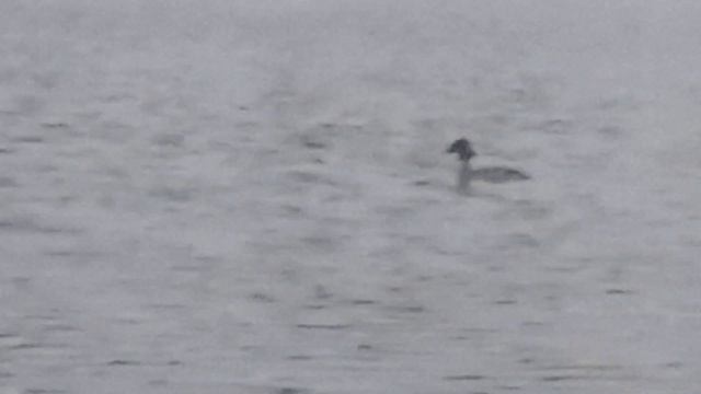 Фидер на Абаканке. Отчет о первой летней рыбалке от 04 06 22 смотреть онлайн