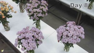 Interplant video cutting stages Rosa Silver Shadow