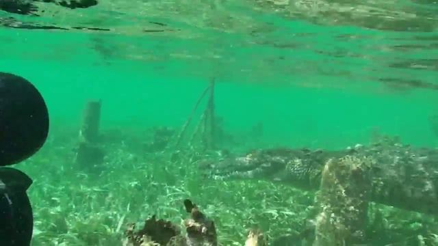 Как снять под водой крокодила. Crocodile Cuba.