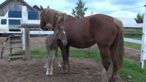 Пьём кобылье молоко за новорожденного!