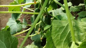 Огуречное дерево «Мэлс F1», просто чудо!