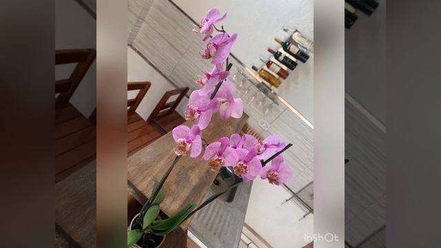 Phalaenopsis Anthura Manhattan смотреть онлайн