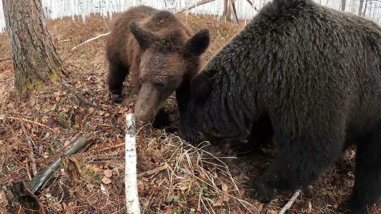 Горластый медвежонок.
