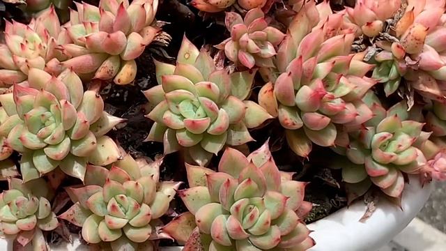 多肉植物　女雛　Succulent Echeveria 'Mebina смотреть онлайн