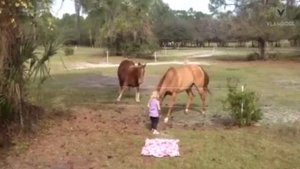 50 Shocking Moments When Animals Were Electrocuted!