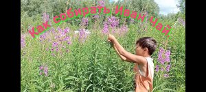 Как собирать Иван Чай.