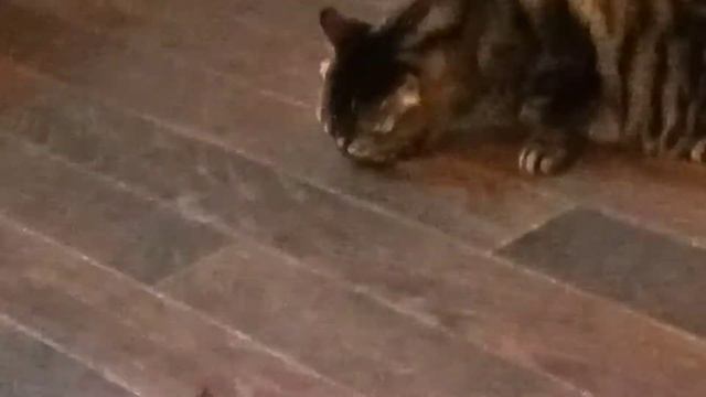 кот есть ГРАНАТ???!!😱😱😱😱 смотреть онлайн