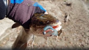 Обская протока. НАЛИМ на UL спиннинг!