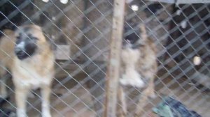 алабай  7 месяцев