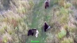 Собака дружит с семьей медведями