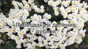 Как делить и пересаживать хризантемы-дубки осенью