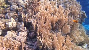 Риф  отеля Happy Life Village Dahab слева утром