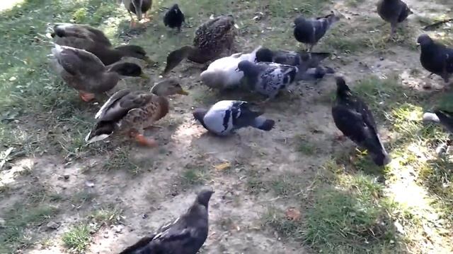 Борьба за выживание. Утки vs голуби. смотреть онлайн