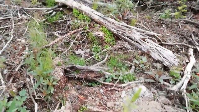 Татьяна. Рыбалка продолжается...Почему не горят финские леса смотреть онлайн