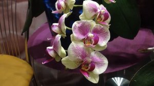 Желтая коллекция орхидей!!!???