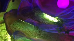 Ocean Park Океан Парк. ТРЦ Галактика. Лебедь, рак и щука. Краснодар.