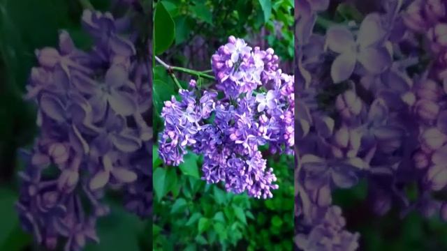 Lilac tree at summer morning 🌺