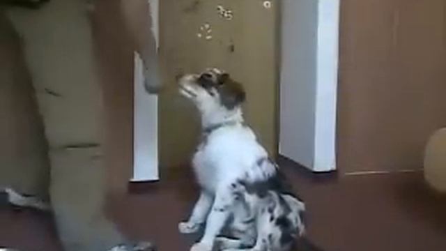 Кликер-дрессировка собак: 4)Сидеть