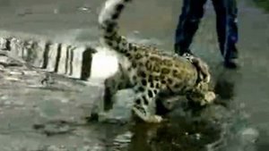 кошка породы савана