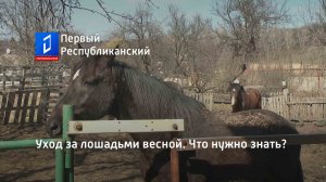 Уход за лошадьми весной. Что нужно знать?