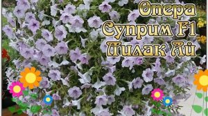 Петуния гибридная крупноцветковая Опера Суприм F1 Лилак Ай. Краткий обзор, описание petunia