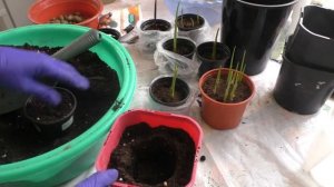 Каллы. Перевалка в горшки бОльшего объема. Дальнейший уход