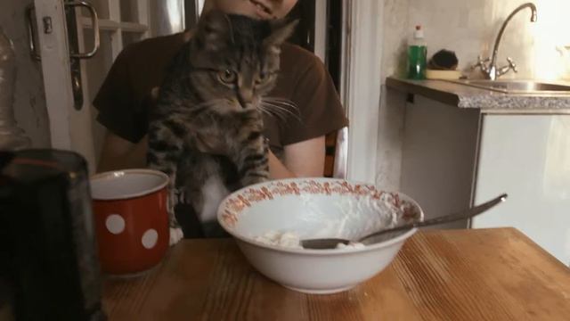 Как правильно кормить домашних животных смотреть онлайн