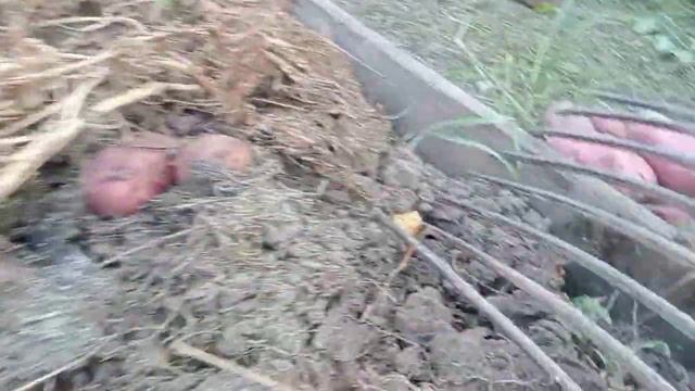 Обзор картофеля сорта Ред Скарлет. Картофель без прополки и окучивания. смотреть онлайн