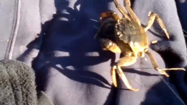 Krab z Morza Pn. HA! :) смотреть онлайн