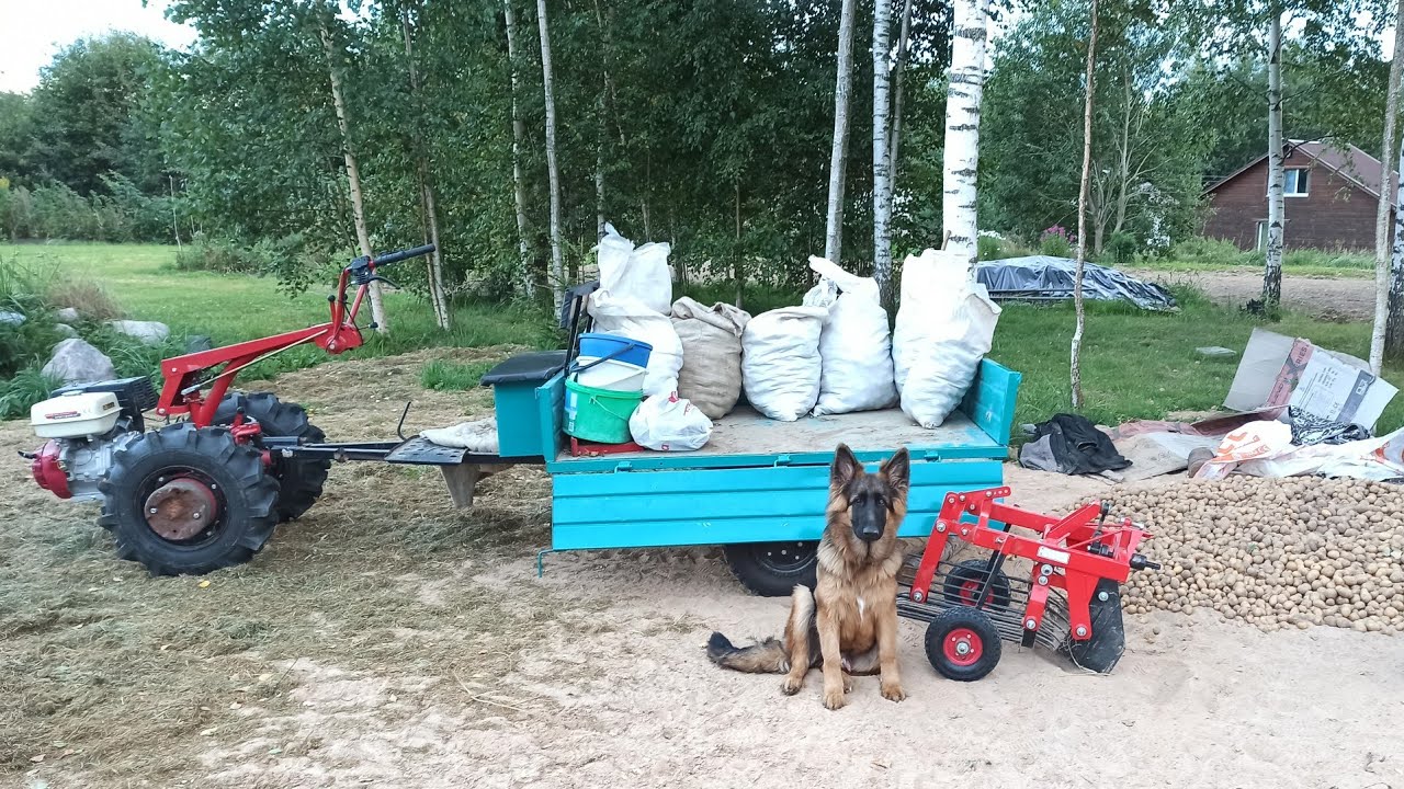 "Как копал, как страдал" Высокие гребни борозен и картофелекопалка КМ-1 МТЗ Weima WM188F 13л/с. смотреть онлайн