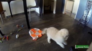 Мини пудель или пудель карликовый.